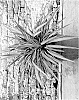 Cordyline%20australis%20%27TUS020%27