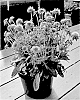 Scabiosa%20columbaria%20x%20japonica%20%27SCBE01%27