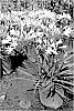 Agapanthus%20plant%20named%20%27Monsapho%27