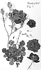 Rosa%20hybrida%20%27Poulcy042%27