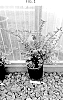 Vaccinium%20ovatum%20%27Cascade%20Jewel%27
