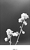 Vaccinium%20corymbosum%20L.%20%27FL11-51%27