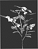 Vaccinium%20corymbosum%20L.%20%27FL17-141%27