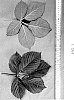 Rubus%20L.%20subgenus%20Rubus%20%27DrisBlackThirtyTwo%27