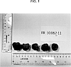 Rubus%20idaeus%20%27PS-10.062-11%27