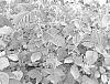 Rubus.%20idaeus%20L%20%27ABB%20136%27