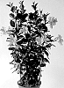 Mandevilla%20sanderi%20%27MAN223902%27