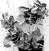 Mandevilla%20hybrida%20%27Sunpa%204351%27