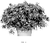 Rhododendron%20hybrid%20%27AZAARE02%27