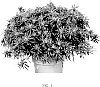 Rhododendron%20hybrid%20%27AZAARE02%27