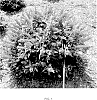Buddleia%20davidii%20%27Condappin%27