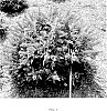 Buddleia%20davidii%20%27Condappin%27