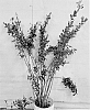 Ilex%20verticillata%20%27B-1-17%27