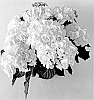Hydrangea%20macophylla%20%27H223903%27