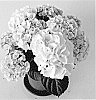 Hydrangea%20macrophylla%20%27H223904%27
