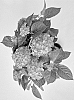Hydrangea%20macrophylla%20%27H223907%27
