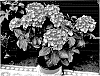 Hydrangea%20macrophylla%20%27Hokomasoma%27