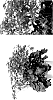Saxifraga%20cortusifolia%20%27SH%201937%27