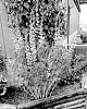 Baptisia%20hybrid%20%27B247%27