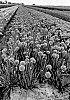Allium%20nutans%20%27FB2020%27
