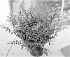 Syringa%20pubescens%20%27SMNSPH%27