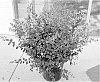 Syringa%20pubescens%20%27SMNSPH%27