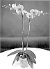 Phalaenopsis%20hybrida%20%27MI02415%27