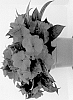 Impatiens%20hawkeri%20%27Dongipetfir%2023%27