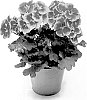 Pelargonium%20peltatum%20%28L.%29%20L%27H%C3%A9r.%20ex%20Aiton%20x%20Pelargonium%20zonale%20%28L.%29%20L%27H%C3%A9r.%20ex%20Aiton%20%27KLEPZ22698%27