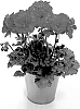 Pelargonium%20zonale%20%27KLEPZ22686%27