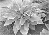 Hosta%20hybrid%20%28Tratt.%29%20%27Echo%20the%20Sun%27