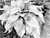 Hosta%20hybrid%20%28Tratt.%29%20%27Dancing%20on%20the%20Sun%27