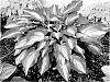 Hosta%20hybrid%20%28Tratt.%29%20%27Affair%20to%20Remember%27