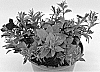 Petunia%20X%20hybrida%20%27WNPETMVUM24%27