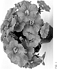 Petunia%20X%20hybrida%20%27INPETBEACH%27