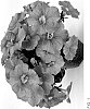 Petunia%20X%20hybrida%20%27INPETBEACH%27