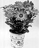 Osteospermum%20ecklonis%20Norl.%20%27KLEOE22715%27