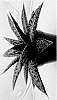 Gasteraloe%20hybrid%20%27BINL-19037%27