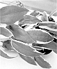 Hoya%20ilagiorum%20%27JAD037%27