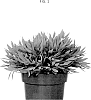 Pogonatherum%20paniceum%20%27ORPOCEY%27