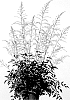 Astilbe%20simplicifolia%20%27Pretty%20in%20Pink%27