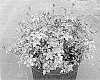 Bidens%20ferulifolia%20%27Sunbidevb%207%27