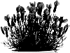 Lavandula%20stoechas%20%27ST%2018-29%27
