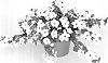 Sutera%20grandiflora%20%27KLESG22036%27