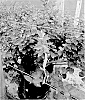 Vaccinium%20corymbosum%20L.%20%27BLUECSOL9%27