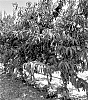 Prunus%20persica%20%28L.%29%20Batsch%20%27NECTALOLA%27