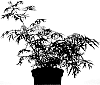 Sambucus%20nigra%20%27HYFJOLAIS%27