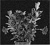 Mandevilla%20sanderi%20%27Dodipcho%27