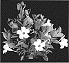Mandevilla%20sanderi%20%27DODIPWHIHA%27
