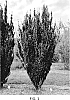 Ilex%20hybrid%20%28Ilex%20crenata%20x%20l.%20maximowicziana%29%20%27RutHol8%27